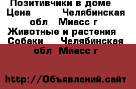 Позитивчики в доме! › Цена ­ 300 - Челябинская обл., Миасс г. Животные и растения » Собаки   . Челябинская обл.,Миасс г.